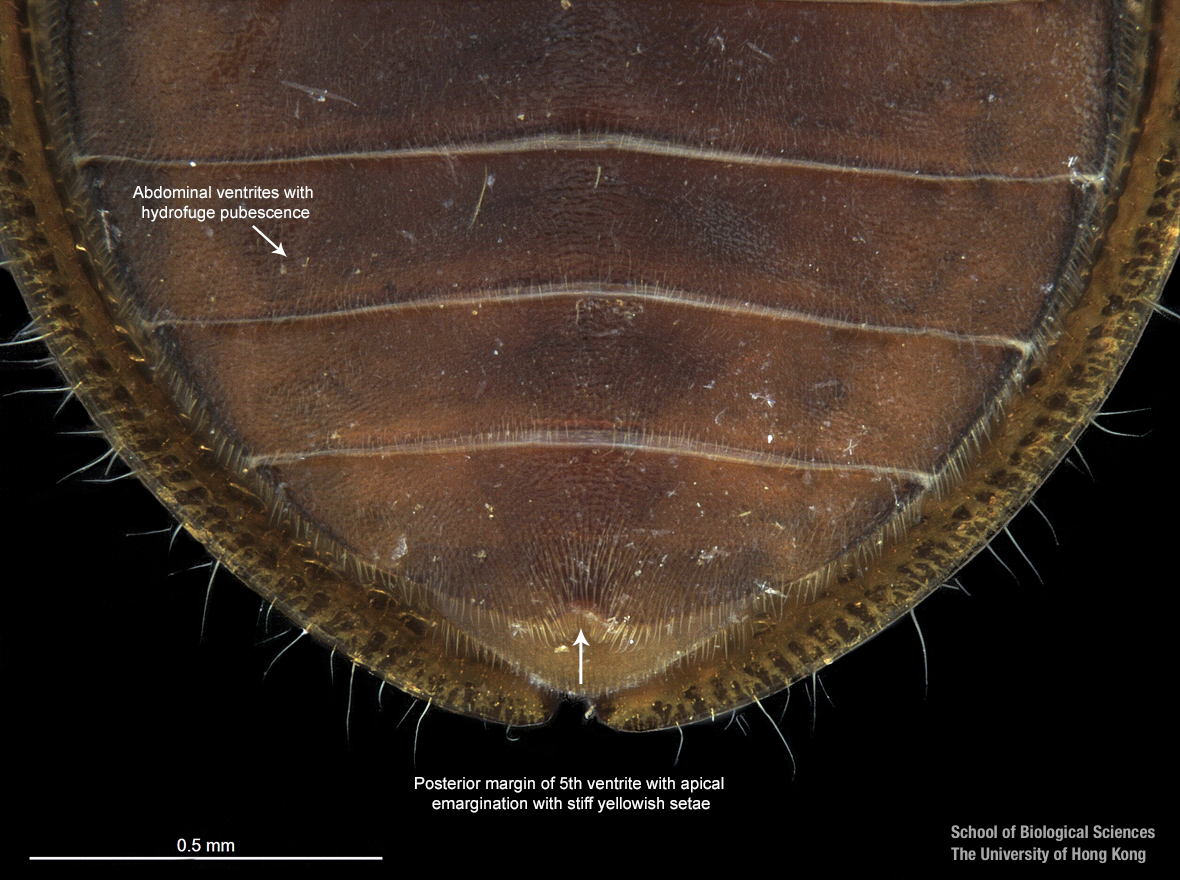 Hind coxal proess and last sternite